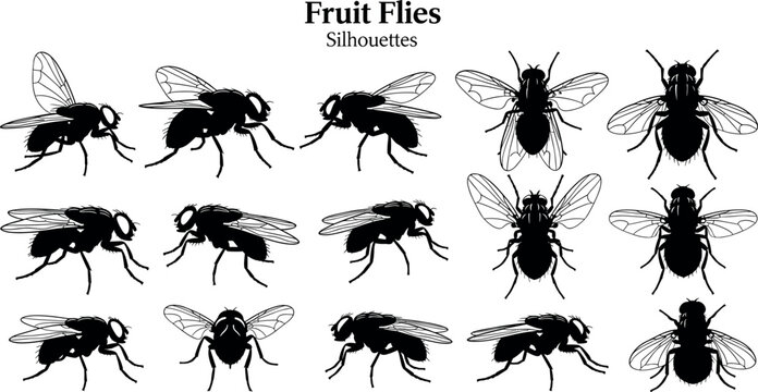 Collection of black fruit fly silhouettes including housefly and drosophila insects for biology nature study and pest control
