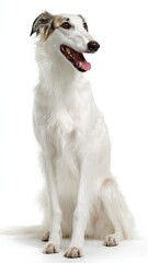 Obraz premium border collie puppy isolated on white