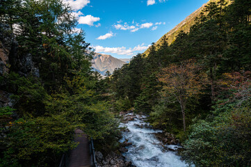 Streams in the dense mountain forests