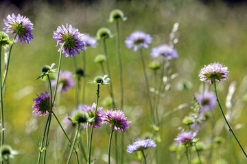 Fototapeta premium Close-up of the flowers of the widow flower, Knautia., scabiosa
