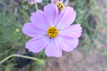 Fototapeta premium Close Up Of Pink Cosmos Flower In Full Bloom In The Garden