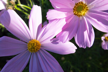 Obraz premium Close Up Of Pink Cosmos Flower In Full Bloom In The Garden
