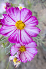 Obraz premium Close Up Of Pink Cosmos Flower In Full Bloom In The Garden