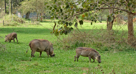 OUGANDA, une aventure au c&oelig;ur de l'Afrique entre safari et randonn&eacute;e. Rencontre avec des phacoch&egrave;res sur la route du parc du Murchison Falls.