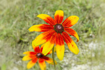 Close-up of the flower of the coneflower, Rudbeckia.