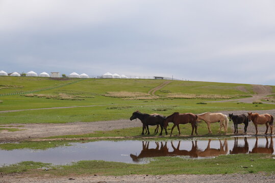 Horses reflexed in vast wilderness