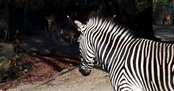 The Hartmann's mountain zebra, Equus zebra hartmannae is a subspecies of the mountain zebra found in far south-western Angola and western Namibia.