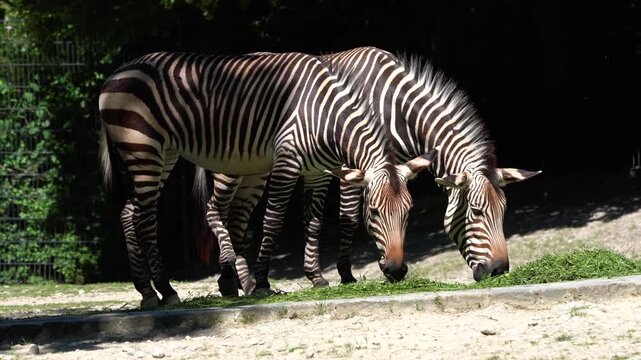 The Hartmann's mountain zebra, Equus zebra hartmannae is a subspecies of the mountain zebra found in far south-western Angola and western Namibia.