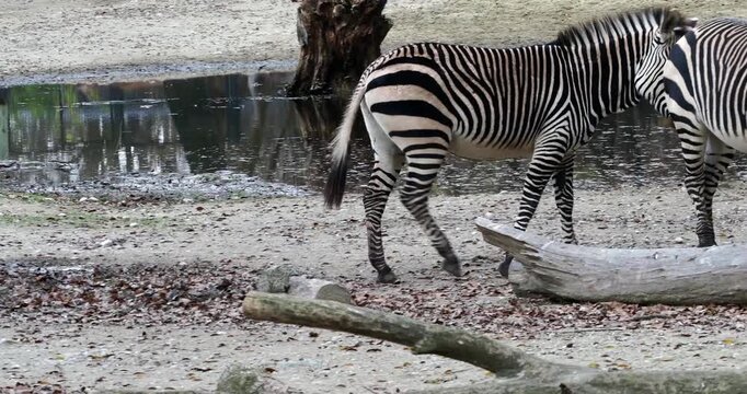 The Hartmann's mountain zebra, Equus zebra hartmannae is a subspecies of the mountain zebra found in far south-western Angola and western Namibia.