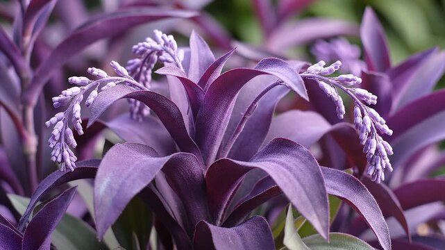 Wandering Jew Plant close-up in a garden, revealing details of its leaves and flower, beautiful nature concept