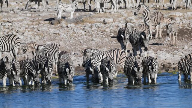 Plain zebras at waterhole,  zebras drinking from a puddle,  Equus quagga,  zebra, savannah,  Etosha, Namibia