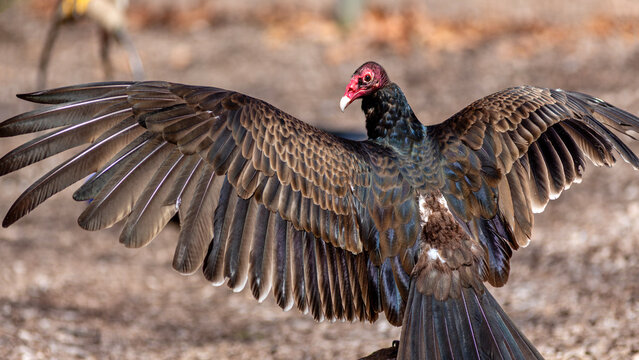 Turkey vulture (Cathartes aura) looking over its shoulder with wings spread wide