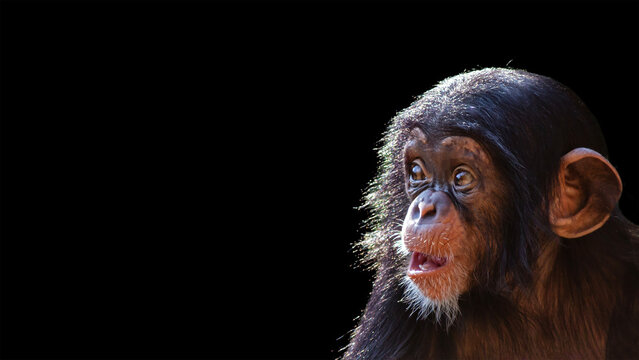 Young chimpanzee portrait isolated on a black background with room for text