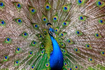 Obraz premium Peacock with colorful feathers spread on display 