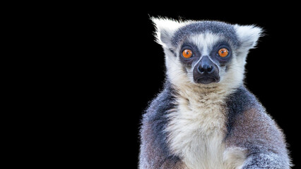 ring tailed lemur making eye contact isolated on a black background with room for text © Patrick Rolands