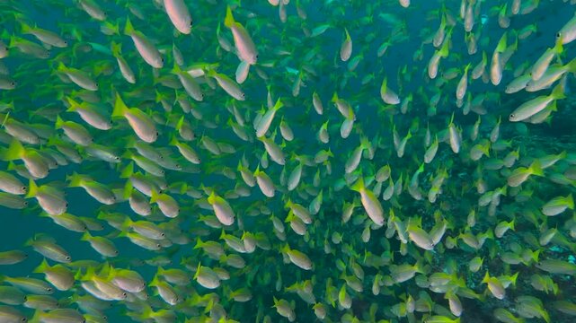 A school of sardines forms a ball to hide from the shark. A flock herd  of millions of fish swirls around the camera and corals. Seascape with a baitball of sardine fish in the Caribbean Sea