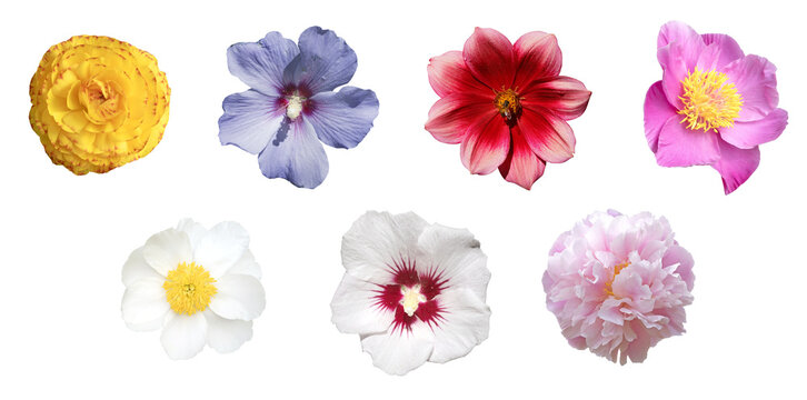 Fleurs printani&egrave;res et estivales