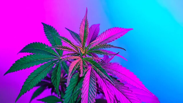 A cannabis plant with vibrant green leaves and pink to blue gradient background lighting