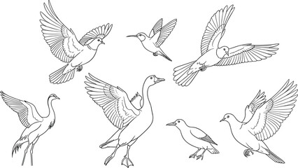 Obraz premium Flying Birds Vector Illustration Set Featuring Pigeon Goose Crane and Hummingbird Line Art Drawings for Nature and Wildlife Designs