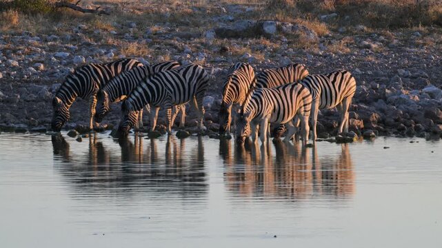 Plain zebras at waterhole,  zebras drinking from a puddle,  Equus quagga,  zebra, savannah, , Etosha, Namibia,