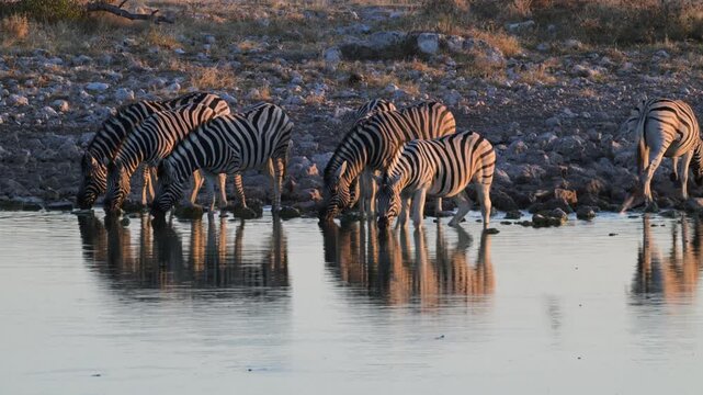 Plain zebras at waterhole,  zebras drinking from a puddle,  Equus quagga,  zebra, savannah, , Etosha, Namibia,