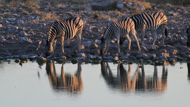 Plain zebras at waterhole,  zebras drinking from a puddle,  Equus quagga,  zebra, savannah, , Etosha, Namibia,