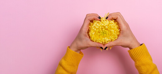 Top view of hands in sweater shaping a heart around a yellow chrysanthemum on pastel pink background, symbolizing love and care.