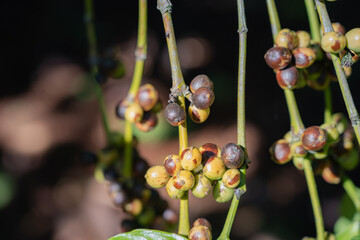 Clusters of coffee cherries at mixed ripeness stages on a tree in Gia Lai, Vietnam, showing selective harvesting conditions.