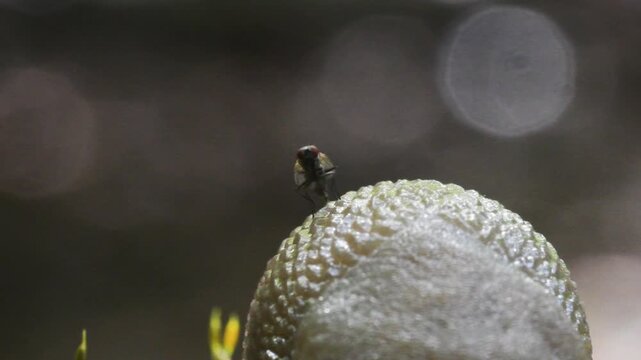 fly gets trapped in slug mucus,  close-up,  slug,   arion sp.,  gasteropoda,  family Arionidae, Gasteropoda, undergrowth, Erba, Italy, Mountain,