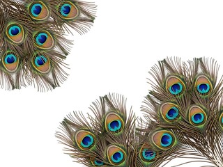 Obraz premium Vibrant peacock feathers on white background