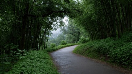 Obraz premium Serene Wide Shot of Bamboo Canopy with Arching Greenery Over a Tranquil Pathway in Nature