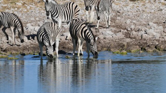 Plain zebras at waterhole,  zebras drinking from a puddle,  Equus quagga,  zebra, savannah, , Etosha, Namibia,