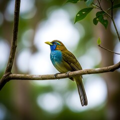 Obraz premium Tropical bird perched in Sri Lanka forest, showcasing rich wildlife and rainforest biodiversity.