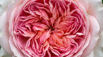 Pink rose in full bloom showcasing intricate petal layers  