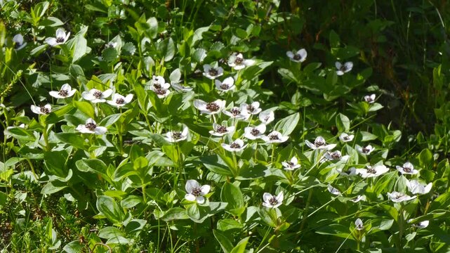 The white, austere Aryan flowers of the Swedish dogwood plant in the Lapland tundra on an autumn day.