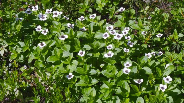 The white, austere Aryan flowers of the Swedish dogwood plant in the Lapland tundra on an autumn day.