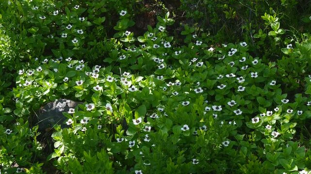 The white, austere Aryan flowers of the Swedish dogwood plant in the Lapland tundra on an autumn day.