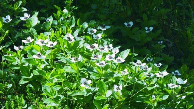 The white, austere Aryan flowers of the Swedish dogwood plant in the Lapland tundra on an autumn day.