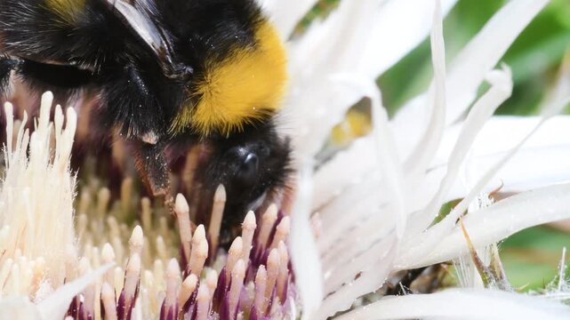 center of twistle flower and insect, center of twistle flower and bumblebee, bumblebee, tongue, head,  close-up, Cardus crispus,   twistle flower, Gran Paradiso National Park, Cogne, Valnontey, Valle 