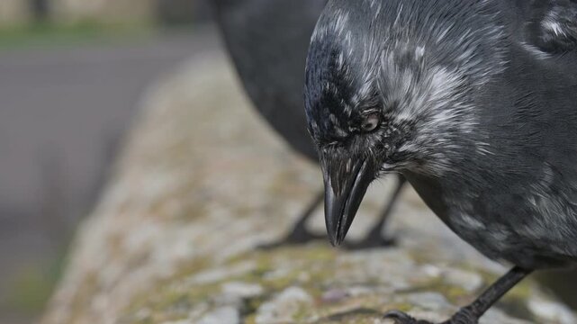 Jackdaw (Corvus monedula) with plumage pigment abnormality (Leucism) in closeup, eating seeds from the top of a stone wall. December, Kent, UK [Slow motion x4]