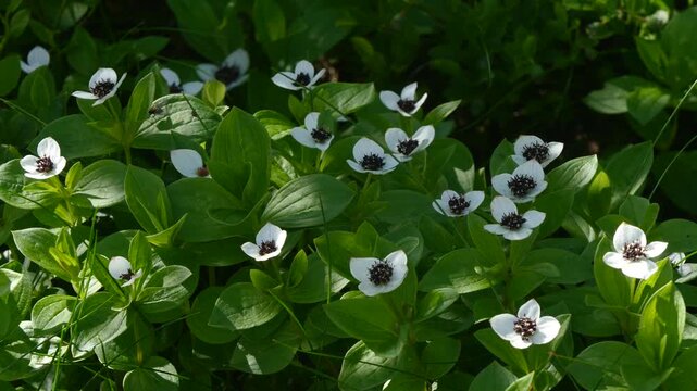 The white, austere Aryan flowers of the Swedish dogwood plant in the Lapland tundra on an autumn day.
