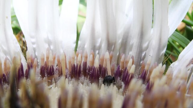 center of twistle flower and insect, weevil,  close-up, Cardus crispus,   twistle flower, Gran Paradiso National Park, Cogne, Valnontey, Valle d'Aosta, Italy, no people,