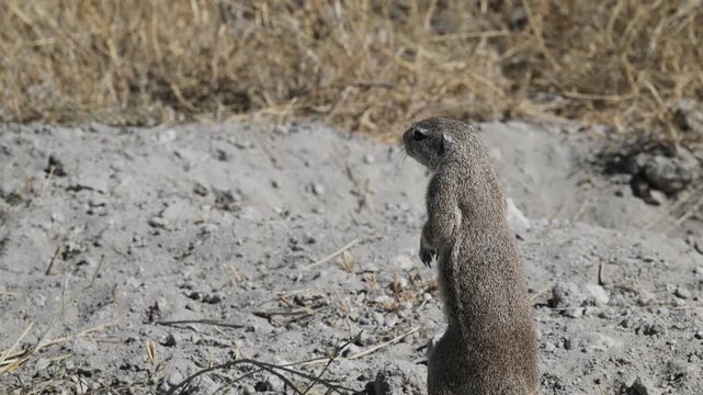 Ground Squirrels in Etosha National Park, ground squirrel, Xerus inauris, Etosha National Park, Namibia,
