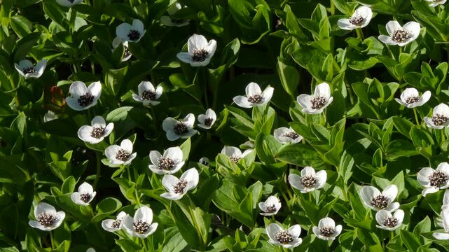 The white, austere Aryan flowers of the Swedish dogwood plant in the Lapland tundra on an autumn day.