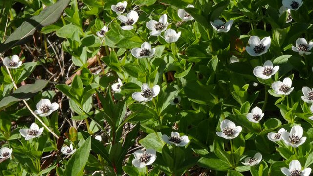 The white, austere Aryan flowers of the Swedish dogwood plant in the Lapland tundra on an autumn day.