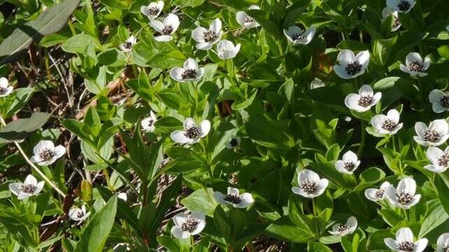 The white, austere Aryan flowers of the Swedish dogwood plant in the Lapland tundra on an autumn day.