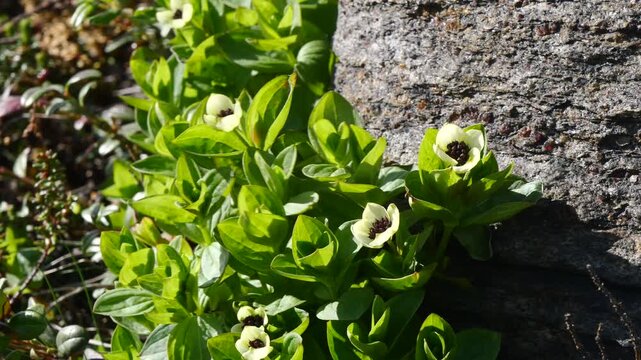 The white, austere Aryan flowers of the Swedish dogwood plant in the Lapland tundra on an autumn day.