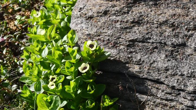 The white, austere Aryan flowers of the Swedish dogwood plant in the Lapland tundra on an autumn day.