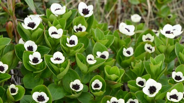 The white, austere Aryan flowers of the Swedish dogwood plant in the Lapland tundra on an autumn day.