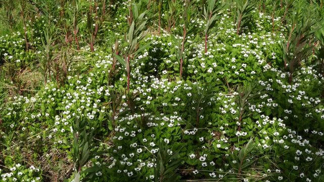 The white, austere Aryan flowers of the Swedish dogwood plant in the Lapland tundra on an autumn day.